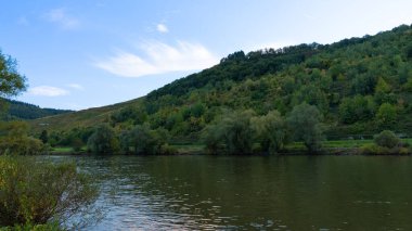 Sonbaharın başlarında Zelting Rachtig 'de Almanya' nın Mosel bölgesindeki üzüm bağları. Yüksek kalite fotoğraf