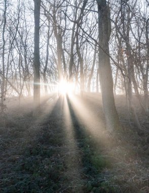 Alman Ormanında Sihirli Işık - Moody Ormanı. Yüksek kalite fotoğraf