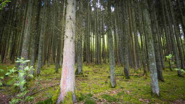 The Nature around Monschau in the german Eifel - Green Hell. High quality photo