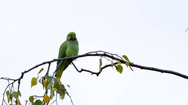Boş uzayı olan minimalist halka boyunlu muhabbet kuşu. Yüksek kalite fotoğraf