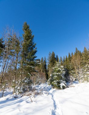 Kışın kar ve buzla Alman Kara Ormanı 'na yolculuk. Yüksek kalite fotoğraf