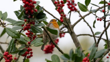 Autum 'da kırmızı ve yeşil arasındaki bir Robin portresi. Yüksek kalite fotoğraf