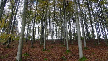Alman Ormanında Sihirli Işık - Moody Ormanı. Yüksek kalite fotoğraf