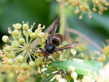Asya Yaban Arısı - Arılar için Tehlikeli - Doğa, Arı, Arı ve Yaban Arıları Hakkında Makaleler İçin Kapatın. Yüksek kalite fotoğraf