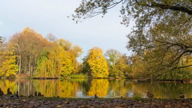 Sonbaharda mavi gölde altın renklerle yansıtılan ağaçlar. Yüksek kalite fotoğraf