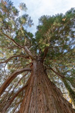Sekoya Ağacı - Duesseldorf Almanya 'daki Mammut Ağacı Friedhof Stoffeln' e dava açtı. Yüksek kalite fotoğraf