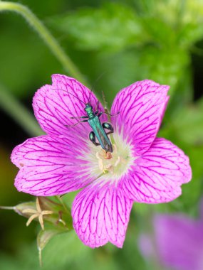 Benekli yeşil uzun boynuzlu at, mor çiçekte izole edilmiş. Yüksek kalite fotoğraf