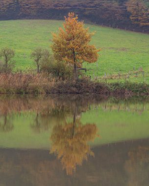 Ağaç Yüksek kalitedeki fotoğraftan önce Karabataklarla Sonbaharda Görülen Ağaç Aynaları