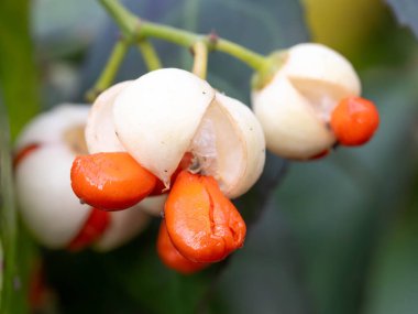 Beyaz Euonymus Avrupaeus 2025 Macro Shot 'unda çiçek açıyor. Yüksek kalite fotoğraf