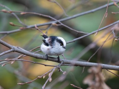 Long Tailed Tit in Germany in Tree with Autumn Colours - Detailed Photos of this small Tit. High quality photo