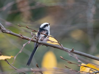 Long Tailed Tit in Germany in Tree with Autumn Colours - Detailed Photos of this small Tit. High quality photo