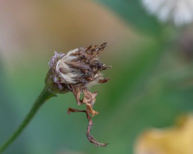 Wabi Sabi - Sonbaharda Doğanın Çöküşü - Kusurlu ve Çirkin 'in Moody Resimleri. Yüksek kalite fotoğraf