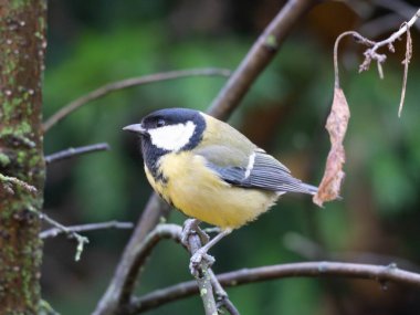Moody Shot of an Great Tit on a Branch before Autumn Colours in Germany 2025. High quality photo