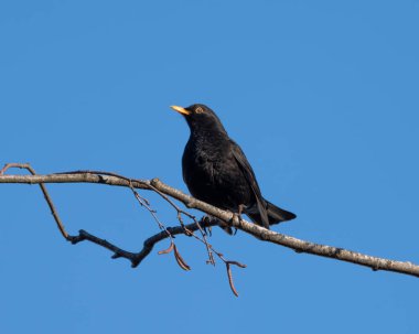 2025 sonbaharının sonlarında Almanya 'da güneşli mavi gökyüzünden önce bir dalda poz veren dişi Karatavuk. Yüksek kalite fotoğraf