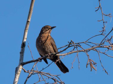 2025 sonbaharının sonlarında Almanya 'da güneşli mavi gökyüzünden önce bir dalda poz veren dişi Karatavuk. Yüksek kalite fotoğraf