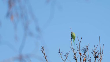 Harika mavi gökyüzü, Moody Picture 'dan önce Ağaçta yemek yiyen boynuzlu papağan. Yüksek kalite fotoğraf