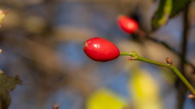 Red Berry 'nin güzel Macro' su. Yüksek kalite fotoğraf