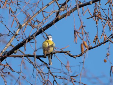 Blue Tit on a branch looking super cute with super blue Sky in the Background High quality photo