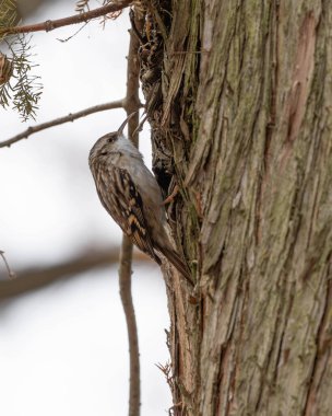 Bahçe Ağacı - Alman Gartenbaumlaeufer 'de - ağaca tırmanıyor. Yüksek kalite fotoğraf