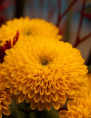 Yeni Sony Macro 100 GM ile çekilen Portakal Çiçeğinin Güzel Sanatları Macro 'su. Yüksek kalite fotoğraf