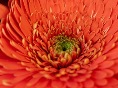 Yeni Sony Macro 100 GM ile çekilen Red Flower 'ın Güzel Sanatlar Macro' su. Yüksek kalite fotoğraf