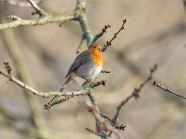 Rüya gibi bir Aralık Aralığı Arkaplanı önünde bir Robin portresi. Yüksek kalite fotoğraf