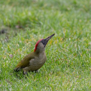 Kirli gagalı karıncaları kovaladıktan sonra gökyüzüne bakan bir yeşil ağaçkakanın detaylı fotoğrafı. Yüksek kalite fotoğraf