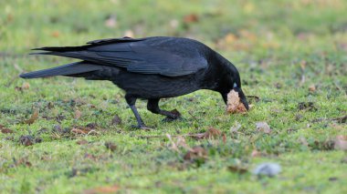 Yüksek Çözünürlüklü Alman Kuzgun Çimende bulduğu ekmekle birlikte. Yüksek kalite fotoğraf