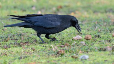 Yüksek Çözünürlüklü Alman Kuzgun Çimende bulduğu ekmekle birlikte. Yüksek kalite fotoğraf