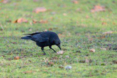 Yüksek Çözünürlüklü Alman Kuzgun Çimende bulduğu ekmekle birlikte. Yüksek kalite fotoğraf