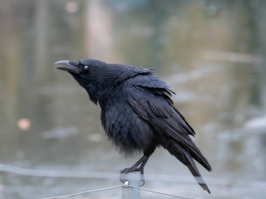 Yeni yıl kutlamalarının ertesi günü tüylerde havai fişeklerle başı dertte olan bir karga görülebilir. Yüksek kalite fotoğraf