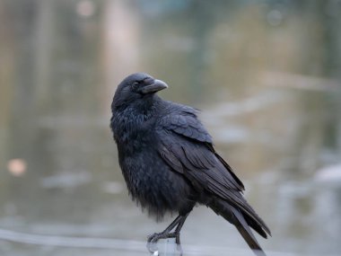 Yeni yıl kutlamalarının ertesi günü tüylerde havai fişeklerle başı dertte olan bir karga görülebilir. Yüksek kalite fotoğraf