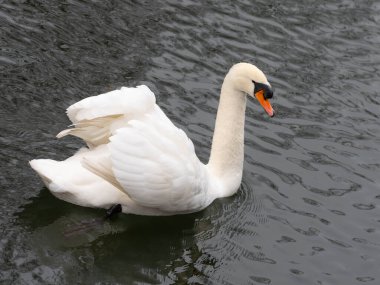 Black Water 'da açık kanatlı beyaz kuğu. Yüksek kalite fotoğraf