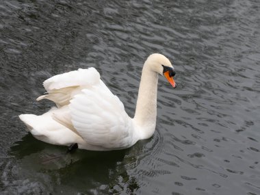 Black Water 'da açık kanatlı beyaz kuğu. Yüksek kalite fotoğraf