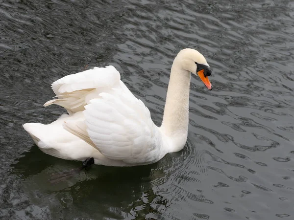 Black Water 'da açık kanatlı beyaz kuğu. Yüksek kalite fotoğraf