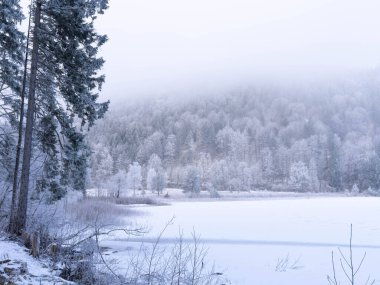 Kış 2025 'te Schwangau, Bavyera' da Schwanensee 'yi gezmek - Kar ve Buz - Kış Yürüyüşü - Yüksek kaliteli fotoğraf