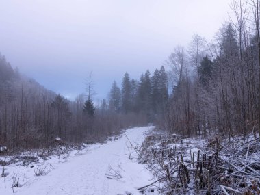 Kış 2025 'te Schwangau, Bavyera' da Schwanensee 'yi gezmek - Kar ve Buz - Kış Yürüyüşü - Yüksek kaliteli fotoğraf