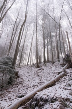 Kış 2025 'te Schwangau, Bavyera' da Schwanensee 'yi gezmek - Kar ve Buz - Kış Yürüyüşü - Yüksek kaliteli fotoğraf