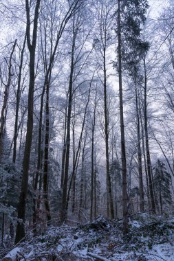 2025 kışında Bavyera 'da Schwangau' da Alpsee 'de dolaşmak - Kar ve Buz - Kış Yürüyüşü - Yüksek kaliteli fotoğraf