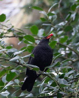Erkek Karatavuk, Almanya 'nın 2025 kışında ağzında kırmızı böğürtlenle bir şubede poz veriyor. Yüksek kalite fotoğraf