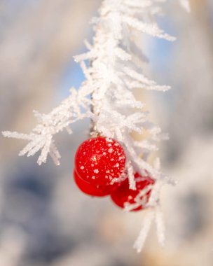 Güneşin doğuşundaki kırmızı böğürtlenler ince buzla kaplıdır - Güzel Sanatlar Fotoğrafı Doğa. Yüksek kalite fotoğraf