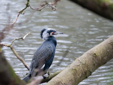 Üreme tüyleriyle bir erkek karabatağın portresi. Nadir Doğa Fotoğrafı. Yüksek kalite fotoğraf