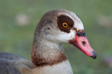Almanya 'da İşgalci Mısırlı Kaz' ın Yakın Çekimi 2026 - Portre Yüksek Kaliteli Fotoğraf