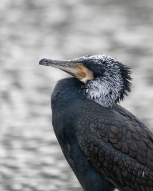 Gri arkaplanlı tüylü bir erkek karabatak portresi. Yüksek kalite fotoğraf