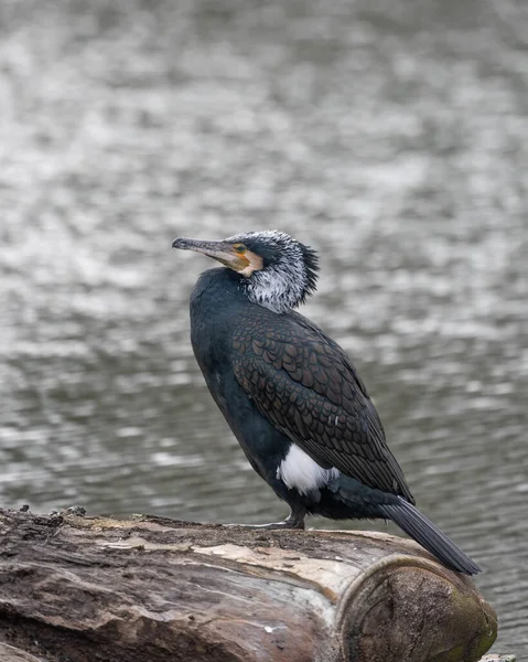 Gri arkaplanlı tüylü bir erkek karabatak portresi. Yüksek kalite fotoğraf