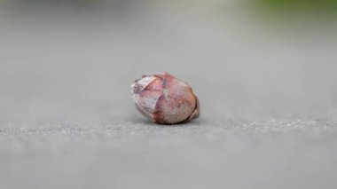 Wabi Sabi - Gri bir denizdeki Yalnız Çiçek Bud. Yüksek kalite fotoğraf