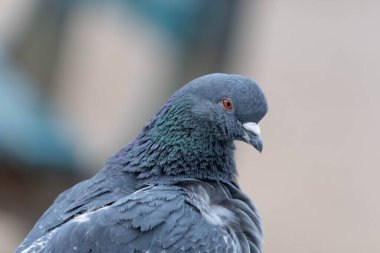 Güzel Renkli Büyük Şehir Güvercini. Makaleler için kullanılabilir. Yüksek kalite fotoğraf