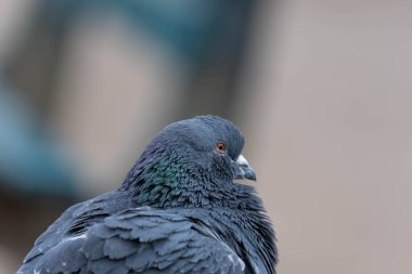 Güzel Renkli Büyük Şehir Güvercini. Makaleler için kullanılabilir. Yüksek kalite fotoğraf