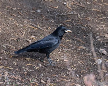 Ağzında ekmek olan bir kuzgunun yüksek çözünürlüklü portresi.