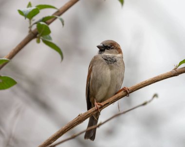 House Sparrow, Biyoloji Makaleleri ve Kitapları İçin Fotoğraf Seti 'nde açık bir şekilde bir şubede oturuyor. Yüksek kalite fotoğraf